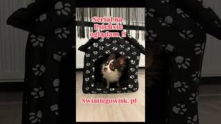 Shorts Buda i psieflix zapraszam do sklepu www swiatlegowiskpl 😅💞🐕🐈😘 handmade cat pies funny [upl. by Jamnis]