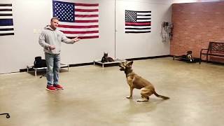 RYKER The Epic Service Dog Failure showing off some moves [upl. by Ackerley]