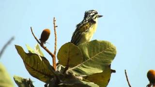 Yellowfronted Tinkerbird [upl. by Stoneman]