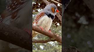 Zebra Finch Sounds  Male Bird Singing  Aviary Birds [upl. by Dachi]