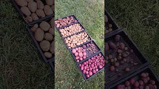 Potato harvest from January sowing in Zone 6B [upl. by Ennairoc]