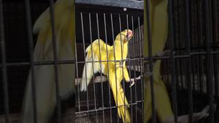 Yellow Alexandrine Raw Parakeet yellowparrot alexandrianparrot rawtalkingparrot rawparrots bird [upl. by Rowe402]