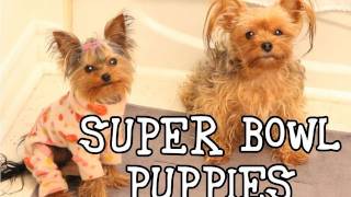 Super Bowl Dog Funny Talking Dog [upl. by Mart]