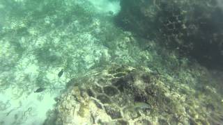 Snorkeling at Nevis Island [upl. by Ettezzil620]