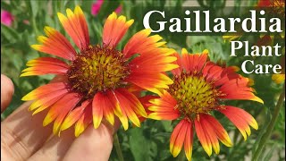 Gaillardia Flower  Gaillardia Plant Care  Blanket flower [upl. by Narcho]