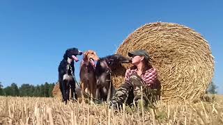 Simple Obsession Borzoi Sep 2024 Fields [upl. by Talia]