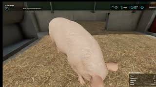 Wie halte ich Schweine im LS22 [upl. by Nebur51]