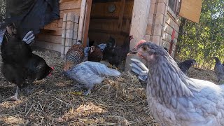 Introducing New Chickens to the Barnyard [upl. by Annekcm]