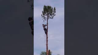 Tree Climbing and Cutting  shortvideo [upl. by Eirised]