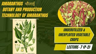 Lecture 6 P2 Amaranthus चौलाई या राजगिराBotany and Production Technology of Amaranthus JRF SRF [upl. by Peyton764]