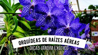 Como cuidar da Vanda Aprenda a cultivar as suas Orquídeas de Raízes Aéreas [upl. by Saideman]