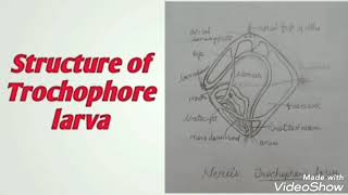 How to draw Trochophore Larva  Neris [upl. by Noirrad]