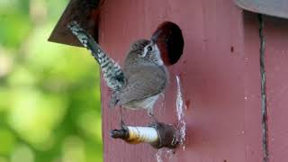 Bewick’s Wren song [upl. by Riaj412]