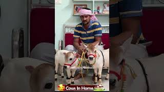 😍 1 To 2 feet height cattle😘 shortest cows breed youtube viral reels miniature trend youtube [upl. by Field]