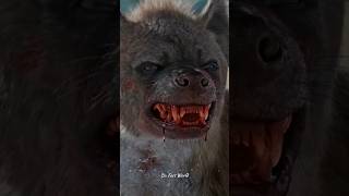 Hyenas vs Lion facts science shorts youtubeshorts hyena animals [upl. by Uund]