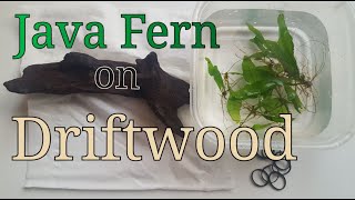 How to plant Java Fern  Mother Plant to Driftwood without glue [upl. by Otsuaf]