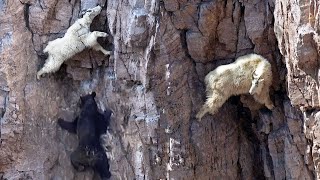 BERGZIEGEN  Die Schwerkraft allein mit Hufen überwinden [upl. by Carvey]