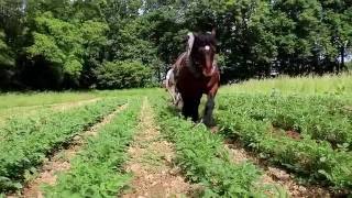 Buttage des pommes de terre au cheval de trait [upl. by Egwin]