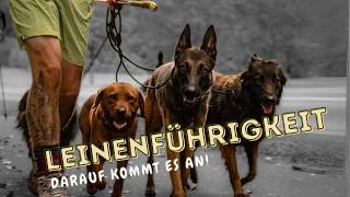 Leinenführigkeit trainieren Was einen gute Leinenführung ausmacht Halte Dich an diese Regeln [upl. by Akinahc]