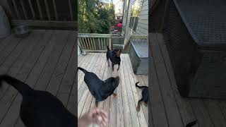 PLAYING WITH MY ROTTIES‼️ [upl. by Iruy]