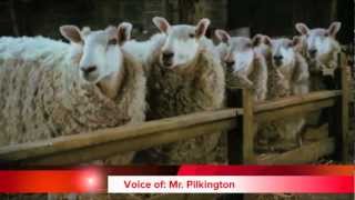 Animal Farm Newscast [upl. by Bartosch]