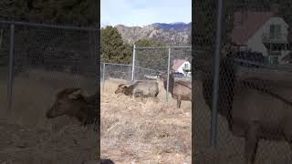 Elk Crawl Under Chain Link Fence in Estes Park Colorado [upl. by Elokcin626]