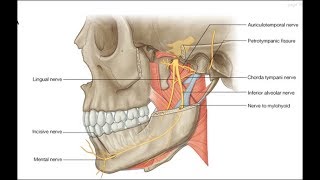 Lateral pterygoid inferior head exercise [upl. by Morocco]