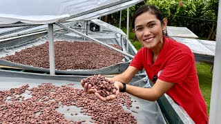 IT Expert Walang Alam sa Cacao Farming Pero 3 Years palang Super Productive na [upl. by Assilim]