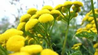 Common Tansy Tanacetum vulgare  Cow Bitter  20120731 [upl. by Adlemy23]