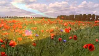 Remembrance day video [upl. by Israeli421]