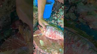 Big carp fish cleaner and faster cutting efficiency😯  shorts fishcuttingskills [upl. by Ahsile389]