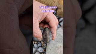 Perfect ammonite fossil find at Ravenscar near Robin Hood Bay fossilhunting [upl. by Iverson921]