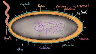 Antibiotiques  Ep 1  Les bactéries  Docteur Synapse [upl. by Sutherland82]