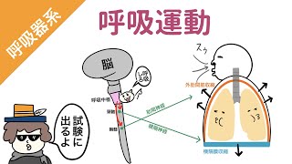 【肺】呼吸運動の仕組み（吸息時と呼息時の筋肉と神経） [upl. by Notwen]