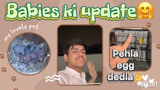 Babies update😍pale fellow egg candling dailyvlog birds rajabvlog parrotbreeding vlog subscribe [upl. by Assirrac]