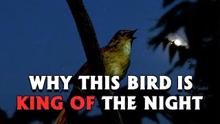 NIGHTINGALE Singing in the Night rare footage [upl. by Ainatnas421]