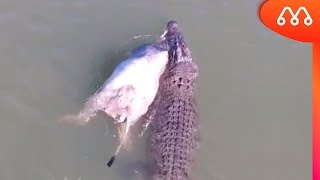 CROCODILO GIGANTE ARRASTA VACA EM RIO [upl. by Inilam]