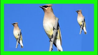 Cedar Waxwing Bird Song Call Chirp Sound Voice  Ampelis Americano Canto  Bombycilla Cedrorum [upl. by Acirrej]