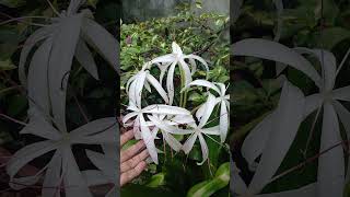 Lindo CRINUM PERFUMADO [upl. by Etnasa]