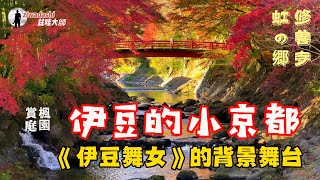 伊豆的小京都紅葉祭｜山口百惠成名作伊豆舞女的背景舞台｜修善寺溫泉和虹の郷【208】Izu’s Little Kyoto Autumn Leaves Festival [upl. by Ahsienad272]