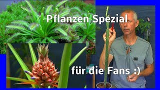 Ananas Blüte Entwicklung Banane im Haus das Moor und mehr entdecken in der Pflanzenwelt [upl. by Enitsenrae894]