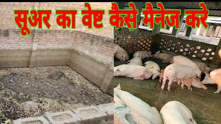 How To Manage Pig Wastage At Pig Farm  Vikas Live Stock  Saharanpur Uttar Pradesh India [upl. by Dedra]