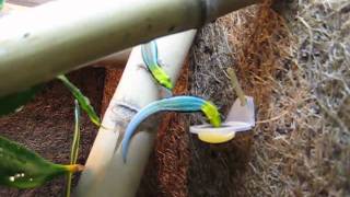 Phelsuma klemmeri feeding1 [upl. by Atikir]