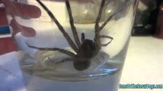 WOLF SPIDER OMG In my HOUSE [upl. by Darla]