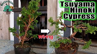 【Making bonsai from seedling】tsuyama Hinoki cypress wiring to style basic shape to be bonsai [upl. by Targett]