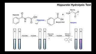 Hippurate Hydrolysis Test  Theory amp Results [upl. by Marron]