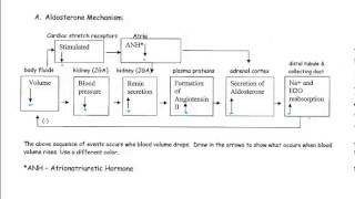 Regulatory Mechanisms of the Kidney [upl. by Roane86]