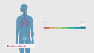 Cómo entender el equilibrio ácidobase [upl. by Nehr628]