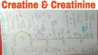 Biosyntesis of Creatine and Creatinine [upl. by Colt]