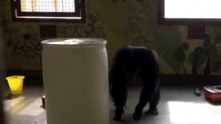 Respect for chimpanzee grandad [upl. by Warton995]